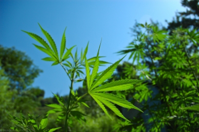 A field of marijuana plants growing wild.